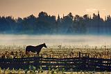 Horse & Mist_08004